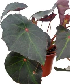 Boyfriend Begonia Live Plant - 4