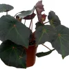 Boyfriend Begonia Live Plant - 4" Pot - Compact Indoor Houseplant - Image 1