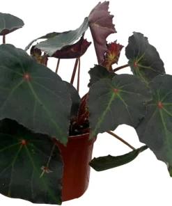 Boyfriend Begonia Live Plant - 4