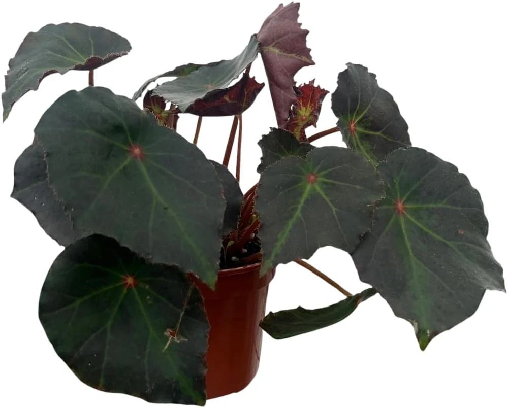 Boyfriend Begonia Live Plant - 4" Pot - Compact Indoor Houseplant - Image 1