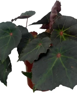 Boyfriend Begonia Live Plant - 4