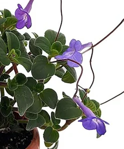Boysenberry Delight Cape Primrose Live Plant - 2.5" Pot - Indoor/Patio - Image 2