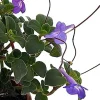 Boysenberry Delight Cape Primrose Live Plant - 2.5" Pot - Indoor/Patio - Image 1