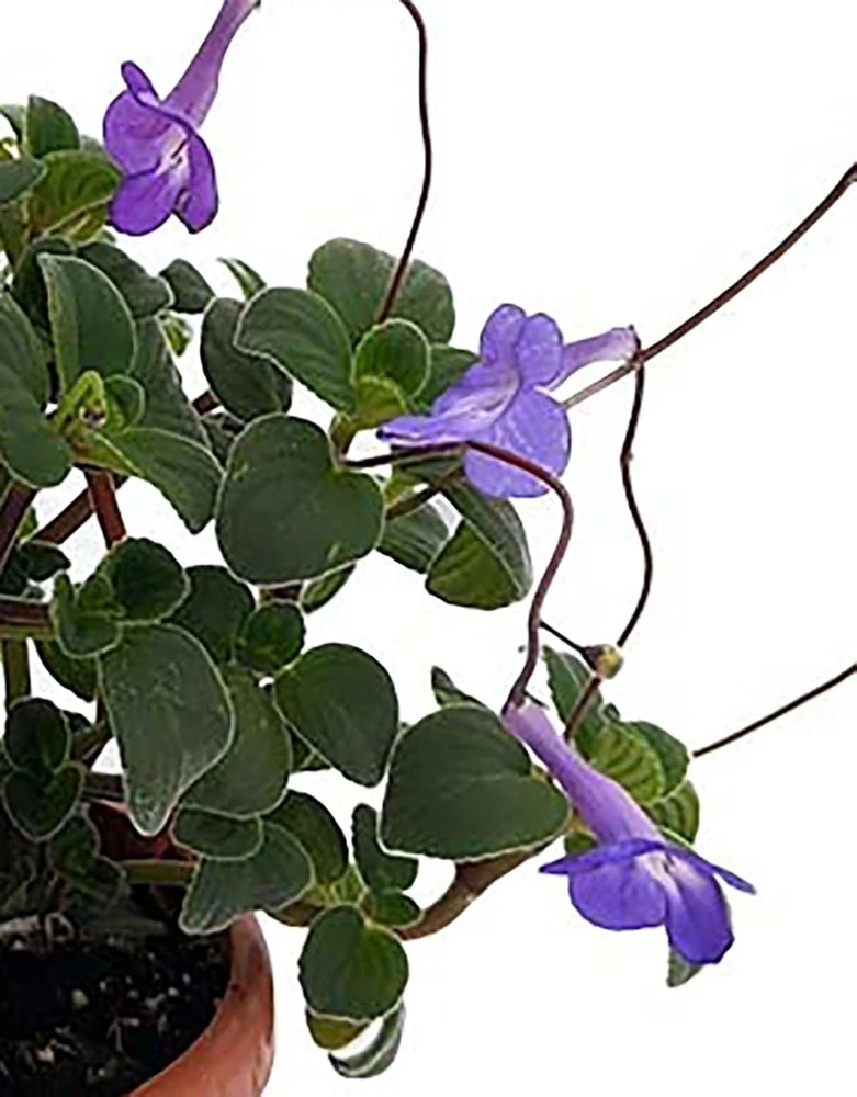 Boysenberry Delight Cape Primrose Live Plant - 2.5" Pot - Indoor/Patio - Image 1
