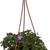 Boysenberry Delight Cape Primrose Live Plant - Streptocarpella - Light Purple Flowers - 6 inch Hanging Basket - Image 1