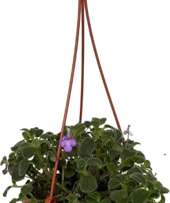 Boysenberry Delight Cape Primrose Live Plant - Streptocarpella - Light Purple Flowers - 6 inch Hanging Basket - Image 1