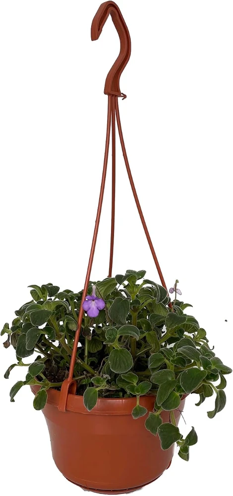 Boysenberry Delight Cape Primrose Live Plant - Streptocarpella - Light Purple Flowers - 6 inch Hanging Basket - Image 1