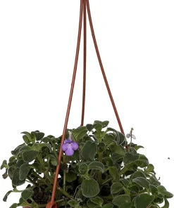Boysenberry Delight Cape Primrose Live Plant - Streptocarpella - Light Purple Flowers - 6 inch Hanging Basket - Image 2