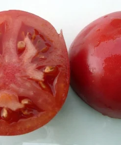 Bradley Tomato Seeds - 20 Count, Dark Pink, Determinate, Fusarium Resistant - Image 1