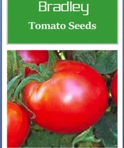 Bradley Tomato Seeds - Non-GMO Heirloom Vegetable Seeds for Home Gardens - Image 2
