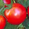 Bradley Tomato Seeds - Non-GMO Heirloom Vegetable Seeds for Home Gardens - Image 1