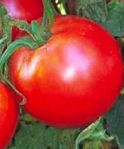 Bradley Tomato Seeds - Non-GMO Heirloom Vegetable Seeds for Home Gardens - Image 1
