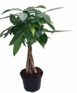 Braided Money Tree Live Plant, Pachira aquatica, 6 Inch Pot, Indoor Houseplant - Image 2