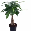Braided Money Tree Live Plant, Pachira aquatica, 6 Inch Pot, Indoor Houseplant - Image 1