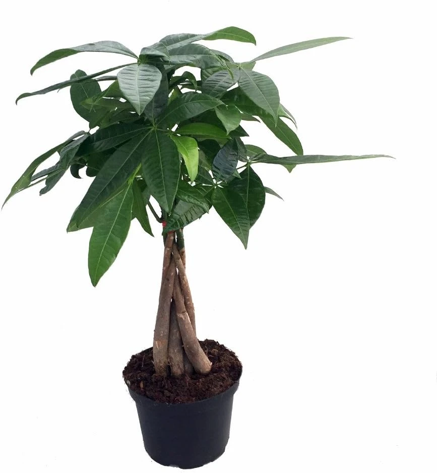 Braided Money Tree Live Plant, Pachira aquatica, 6 Inch Pot, Indoor Houseplant - Image 1