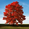 Brandywine Maple Tree Live Plant - 1-2 ft Tall in Quart Pot - Deciduous Shade Tree - Image 1
