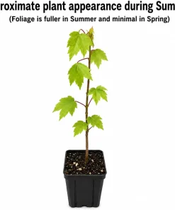 Brandywine Maple Tree Live Plant - 6-12