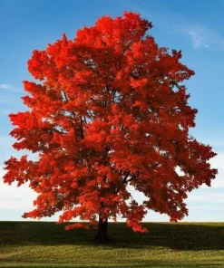 Brandywine Maple Tree Live Plant - 6-12
