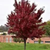 Brandywine Maple Tree Live Plant - 6-12" Tall - 2.5" Pot - Vibrant Red Fall Color - Image 1