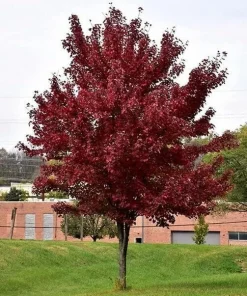 Brandywine Maple Tree Live Plant - 6-12