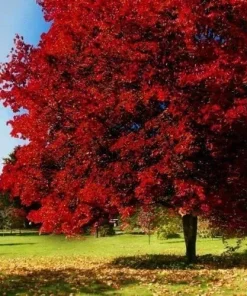 Brandywine Maple Tree Live Plant - 6-12