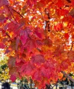 Brandywine Maple Tree Live Plant – Acer Rubrum – 3