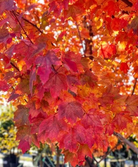Brandywine Maple Tree Live Plant – Acer Rubrum – 3" Pot – Set of 2 Outdoor Trees - Image 2