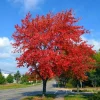 Brandywine Maple Tree Live Plant – Acer Rubrum – 3" Pot – Set of 2 Outdoor Trees - Image 1