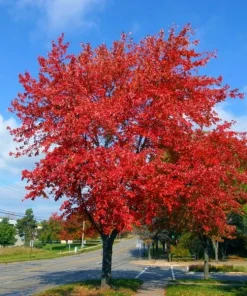 Brandywine Maple Tree Live Plant – Acer Rubrum – 3