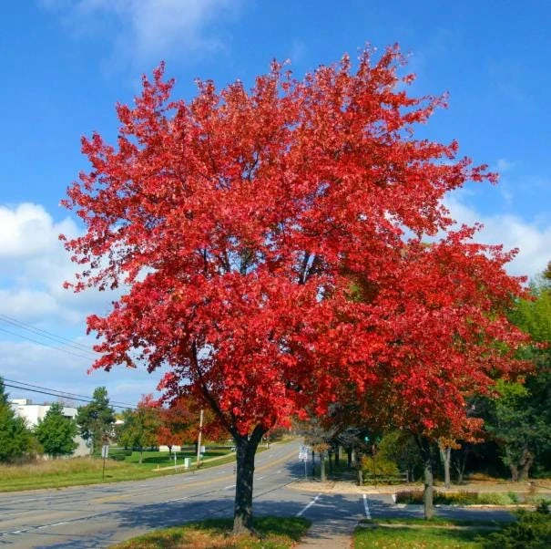 Brandywine Maple Tree Live Plant – Acer Rubrum – 3" Pot – Set of 2 Outdoor Trees - Image 1