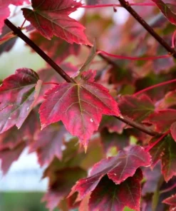 Brandywine Maple Tree Live Plant – Acer Rubrum – 3