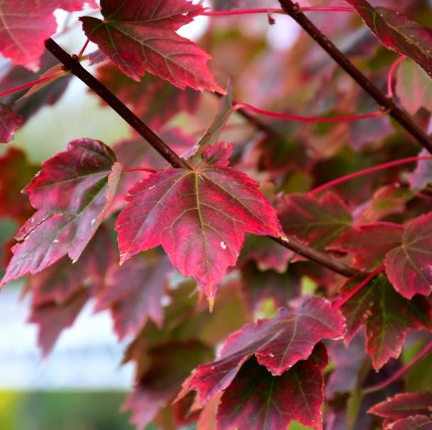 Brandywine Maple Tree Live Plant – Acer Rubrum – 3" Pot – Set of 2 Outdoor Trees - Image 3