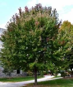 Brandywine Maple Tree Live Plant – Acer Rubrum – 3