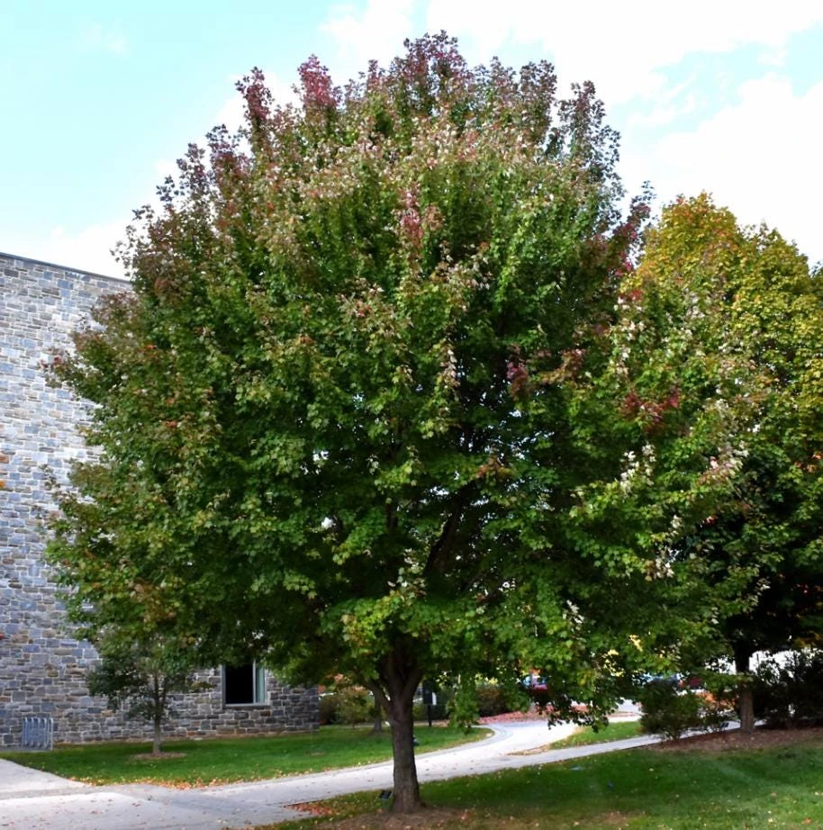 Brandywine Maple Tree Live Plant – Acer Rubrum – 3" Pot – Set of 2 Outdoor Trees - Image 4