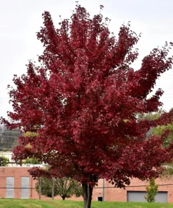 Brandywine Maple Tree Live Plant – Acer Rubrum – 3