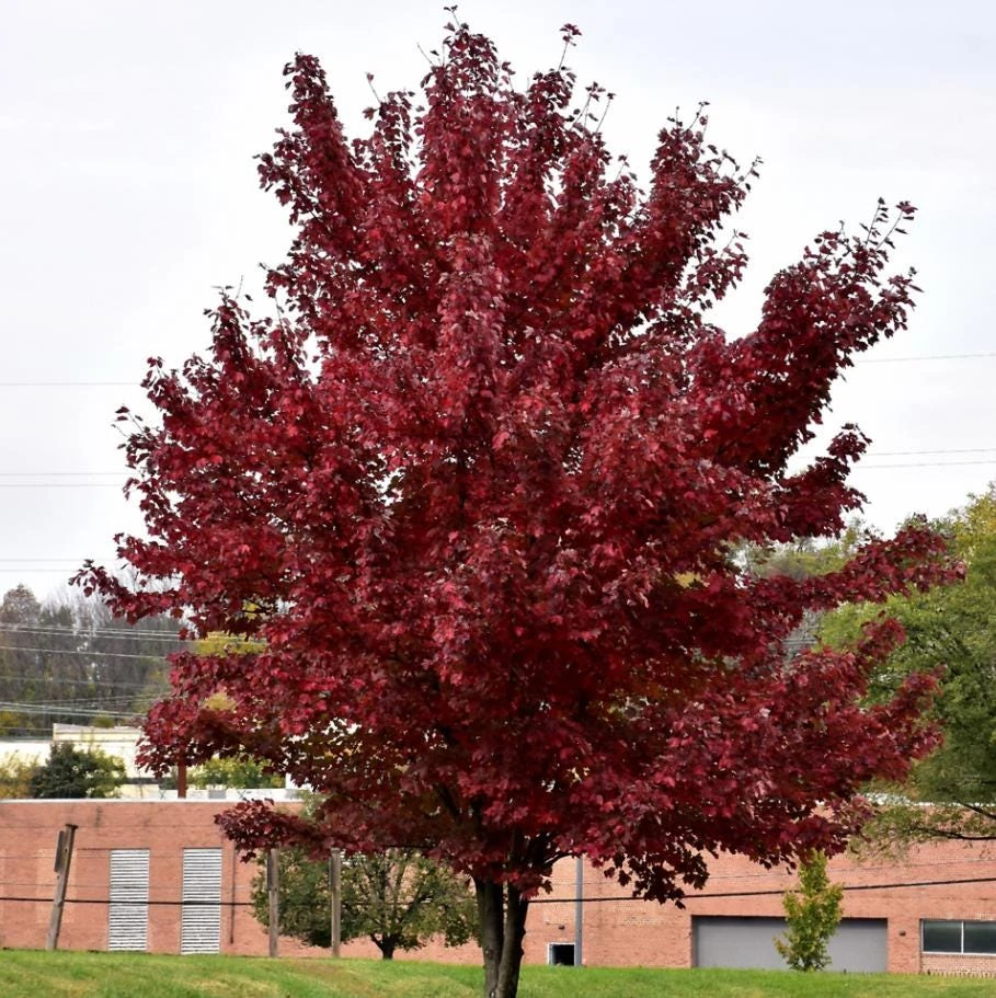 Brandywine Maple Tree Live Plant – Acer Rubrum – 3" Pot – Set of 2 Outdoor Trees - Image 5