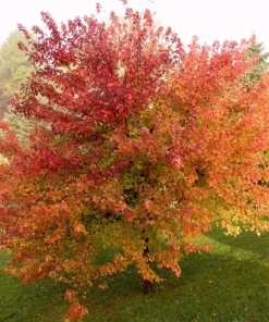 Brandywine Maple Tree Live Plant – Acer Rubrum – 3