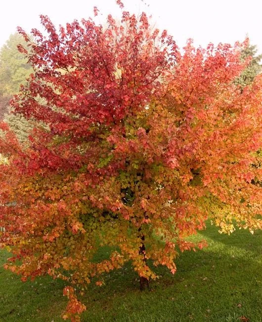 Brandywine Maple Tree Live Plant – Acer Rubrum – 3" Pot – Set of 2 Outdoor Trees - Image 6