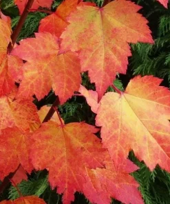 Brandywine Maple Tree Live Plant – Acer Rubrum – 3