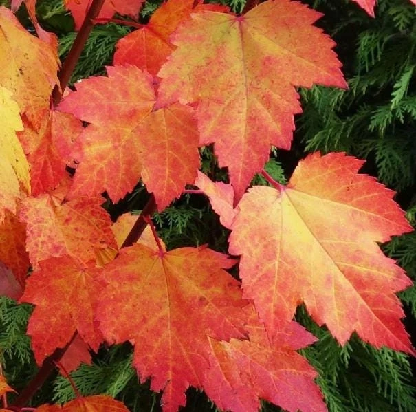 Brandywine Maple Tree Live Plant – Acer Rubrum – 3" Pot – Set of 2 Outdoor Trees - Image 7