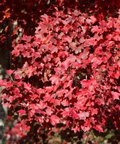 Brandywine Maple Tree Live Plant – Acer Rubrum – 3