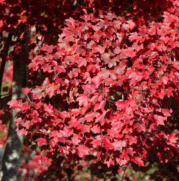 Brandywine Maple Tree Live Plant – Acer Rubrum – 3" Pot – Set of 2 Outdoor Trees - Image 8