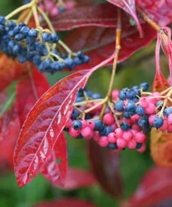 Brandywine Viburnum Shrub - Live Plant - Beautiful Berries & Fall Color - 4