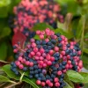 Brandywine Viburnum Shrub - Live Plant - Beautiful Berries & Fall Color - 4" Pot - Image 1