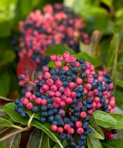 Brandywine Viburnum Shrub - Live Plant - Beautiful Berries & Fall Color - 4
