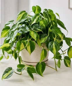 Brasil Pothos Live Plant - 4 Inch Pot, Variegated Heart-Shaped Foliage, Indoor Trailing - Image 2