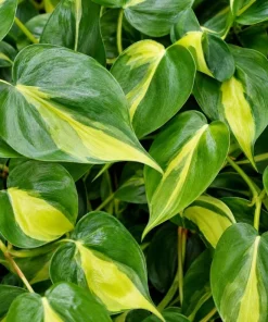 Brasil Pothos Live Plant - 4 Inch Pot, Variegated Heart-Shaped Foliage, Indoor Trailing - Image 3
