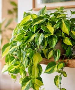 Brasil Pothos Live Plant - 4 Inch Pot, Variegated Heart-Shaped Foliage, Indoor Trailing - Image 4