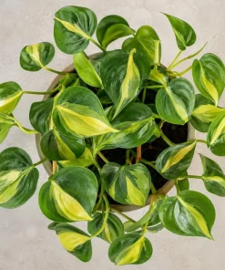 Brasil Pothos Live Plant - 4 Inch Pot, Variegated Heart-Shaped Foliage, Indoor Trailing - Image 5