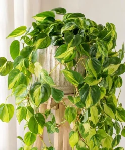 Brasil Pothos Live Plant - 4 Inch Pot, Variegated Heart-Shaped Foliage, Indoor Trailing - Image 6